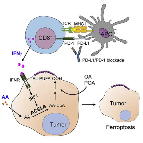 Cd8 T Cells And Fatty Acids Orchestrate Tumor Ferroptosis And Immunity