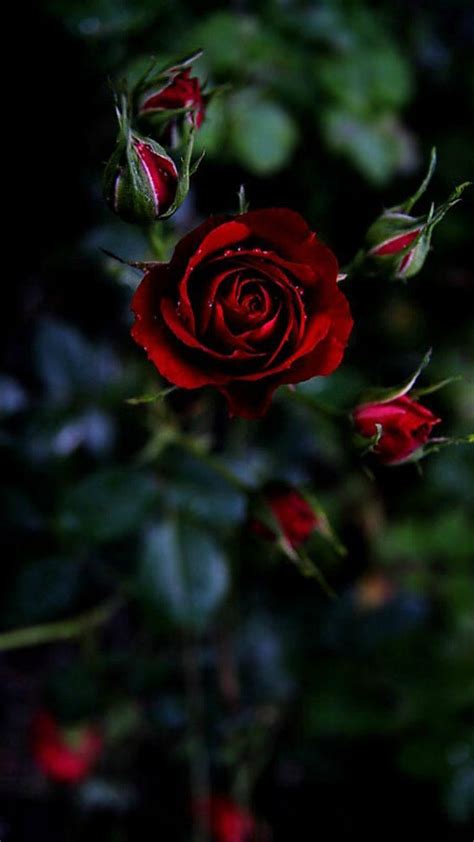 I can see how it got its name! Mobile Red Rose Flowers Wallpapers - Wallpaper Cave