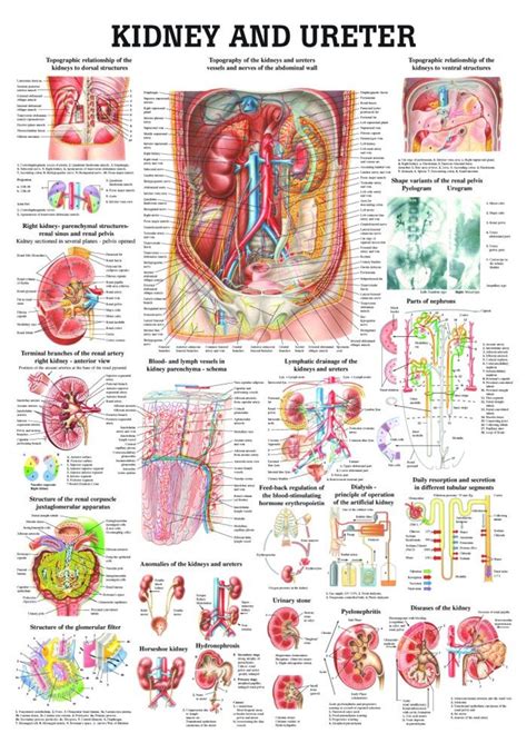 Kidney And Ureter Poster Clinical Charts And Supplies