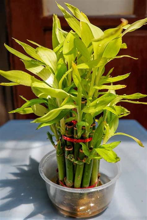Check spelling or type a new query. 8 of the Best Indoor Water Plants