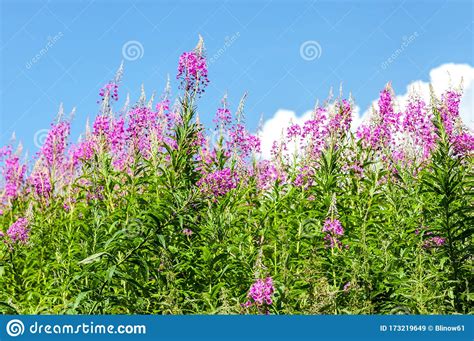 Pink Flowered Epilobium Angustifolium Blossom Stock Image Image Of