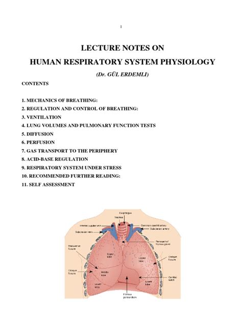 Lecture Notes On Human Respiratory System Physiology Respiratory