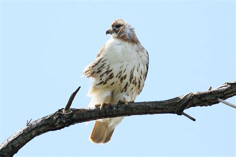 Atlanta hawks statistics and history. Red-Tailed Hawks of Wexford: Red-Tailed Hawks busy with ...
