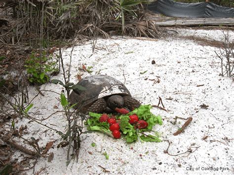 Threatened Gopher Tortoises Benefit From Florida Community Wildlife