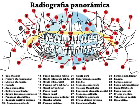 Anatomia Em Radiografia Panorâmica Raios Xis Radiologia