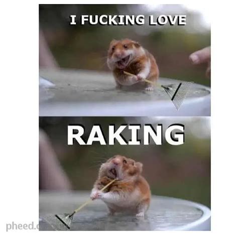 53 Very Funny Hamster Meme S Images And Pictures Picsmine