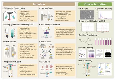 Cells Free Full Text Review Of The Isolation Characterization