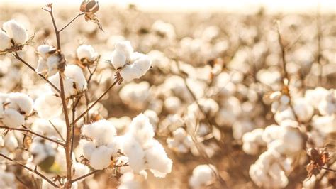 5 Organic cotton fashion brands to discover in Japan | Sustainability ...
