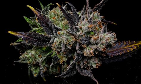 Overall, the positive effects and medical benefits of gelato weed are quite impressive, while the negative effects seem to. Gelato Strain Review - Industrial Hemp Farms