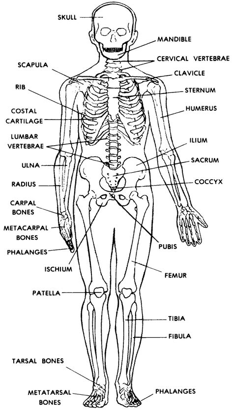 Skeletal System Worksheet Grade 7