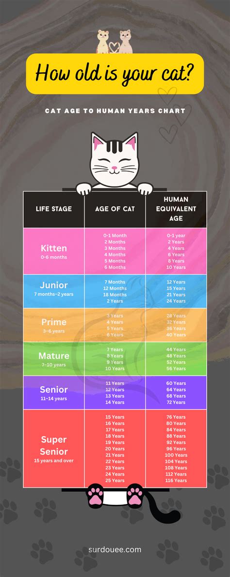 Cat Age Chart How Old Is Your Cat In Human Years