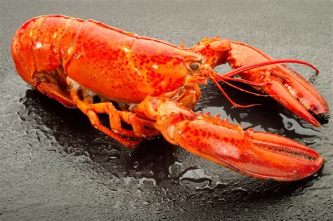 North Atlantic Lobster Pacific Seafood