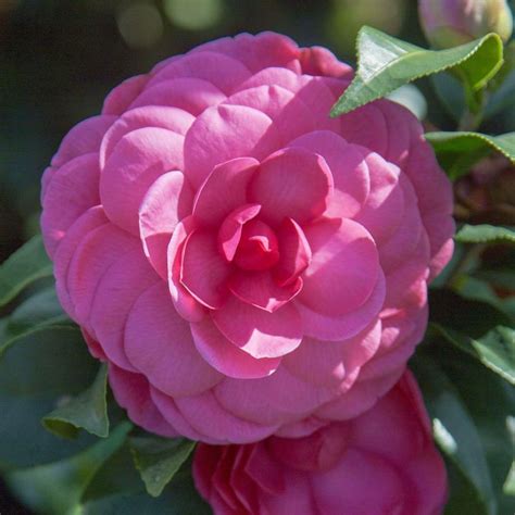 Southern Living Plant Collection 2 Gal Early Wonder Camellia With