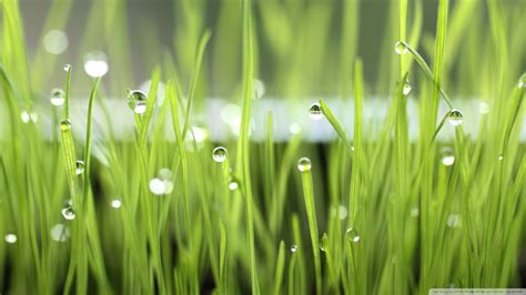 Wallpaper Water Field Green Dew Drop Meadow 1920x1080 Px