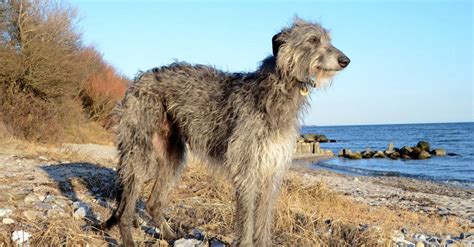 Scottish Deerhound Dog Breed Complete Guide A Z Animals