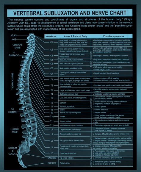 Chiropractic Chart Of Spine