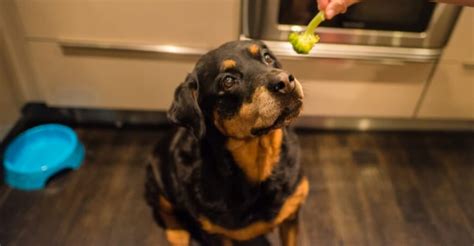 Read more interesting facts from our blogs. Can dogs eat broccoli? Yes, But it Can be Dangerous! | Pro ...