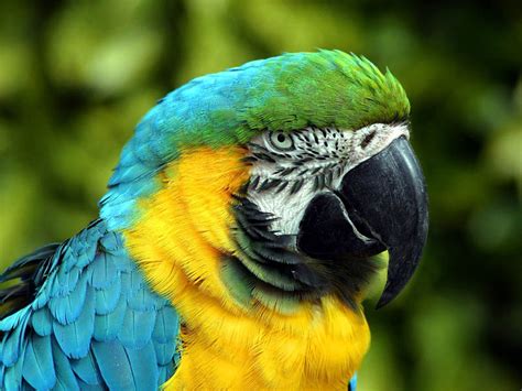 The blue on the back and wings can range from a. Blue Gold Macaw : Biological Science Picture Directory ...