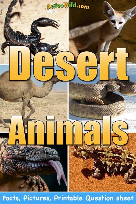 Desert Animals Pictures And Information