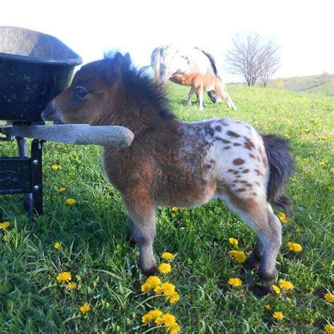 Ever Seen A Tiny Baby Appaloosa Mini Horse Baby Animals Animals