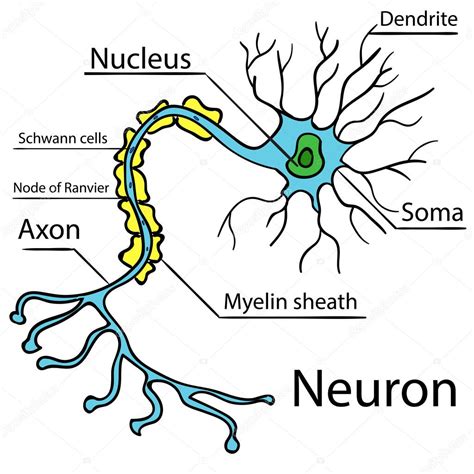 Anatomía De Una Neurona Humana Típica Vector 2 Imagen Vectorial De