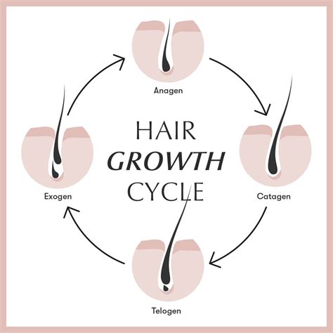 The 4 Phases Of Hair Growth Eufora International