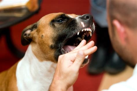 Dog Bite Settlements From Injuries Recover Damages