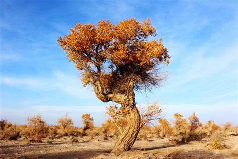 Fotos Gratis Paisaje árbol Naturaleza Desierto Cielo Campo
