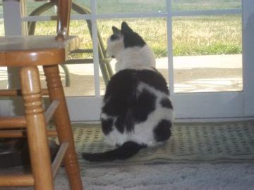 Do House Cats Need Vaccinations? - People Loving Animals