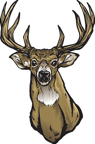 Whitetail Deer Clip Art Vector Images And Illustrations Istock