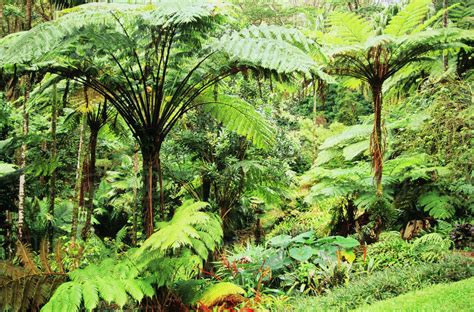Usa Abundant Plant Life Hawaii View Of Very Green Full Tropical