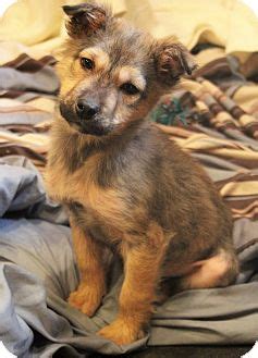 Maybe you would like to learn more about one of these? Southington, CT - German Shepherd Dog/Husky Mix. Meet ...