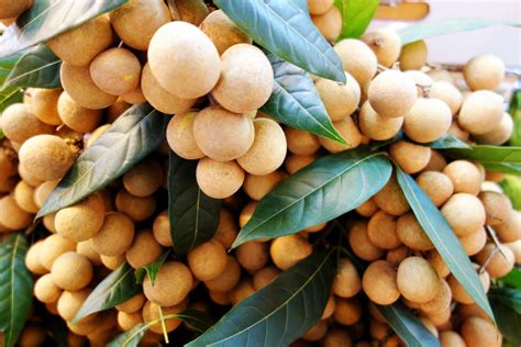 Health Benefits Of Longan Lamyai For Your Body And Beauty Health