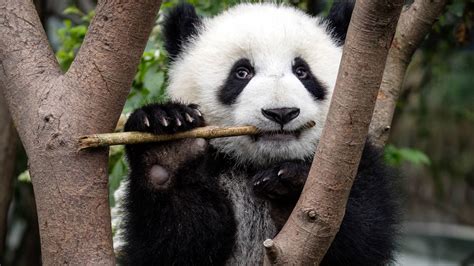 Le Panda Géant Un Adorable Végétarien Wwf Suisse