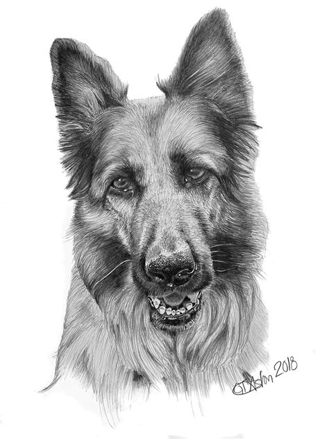 Dog Pencil Portrait Of Alsatian Garrys Pencil Drawings