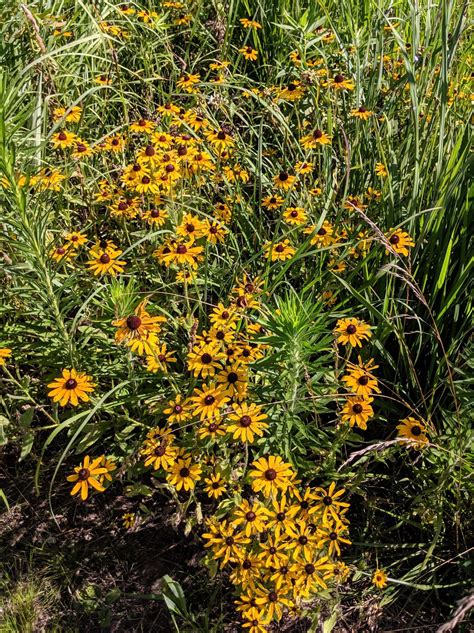 Maybe you would like to learn more about one of these? Lincoln Memorial Garden, Springfield IL USA | Memorial ...