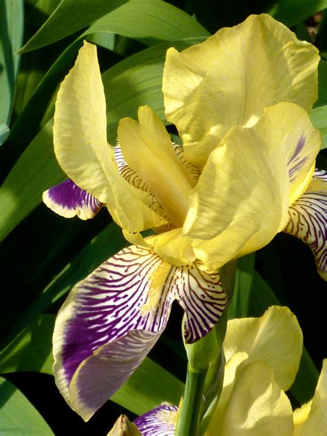 Yellow Purple Iris By Melatck On Deviantart