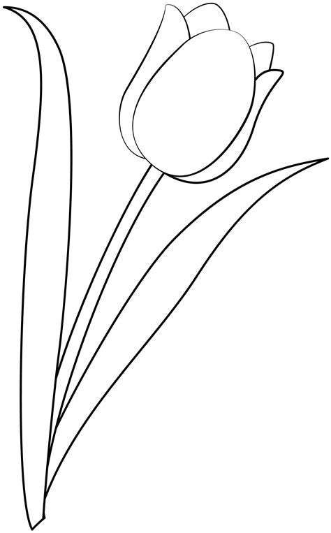 Tulip Printable Template Free Printable Papercraft Templates