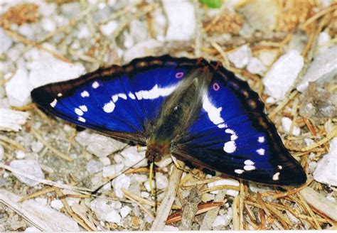 The great purple emperor, as with a lot of butterflies, can be found wherever you have exotic flowers going. Purple Emperor | Animal Wildlife