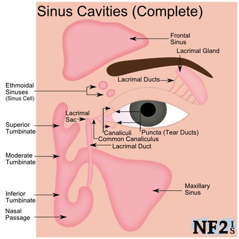 Sinuses In 2020 Sinus Cavities Dry Eyes Severe Dry Eye