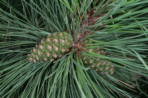 Pinus Edulis Pinyon Pine