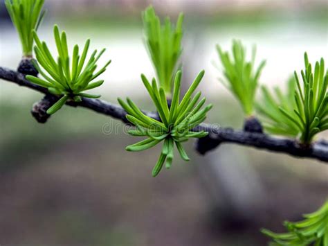First Green Leaves On The Branch Of A Larch Tree Stock Image Image Of