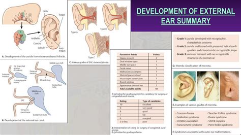 Ppt Anatomy And Development Of External Ear Powerpoint Presentation