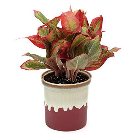 However, the foliage is the main attraction of this plant. Red Aglaonema Indoor Plant English Purple Pot | Gift My ...