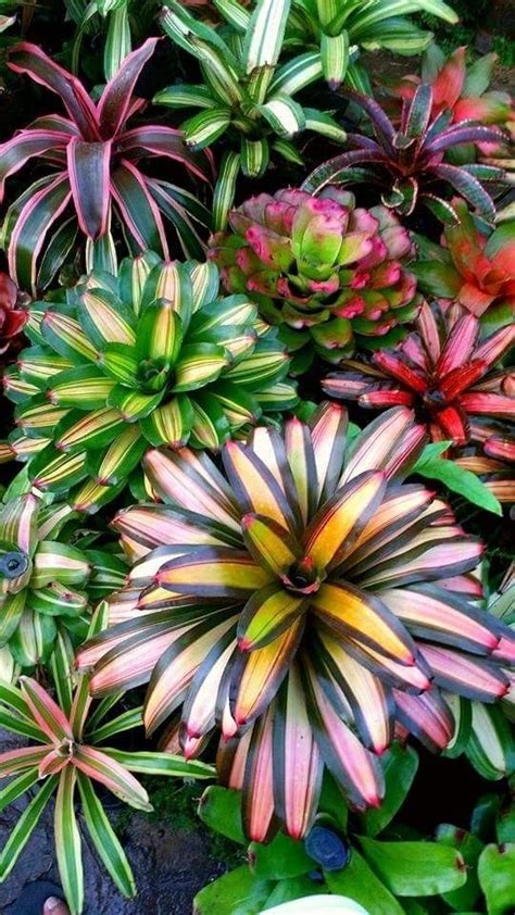 Msgreenloveusa@gmail.com © my video is in accordance with. Pin by Deb Green on Beautiful ~ Plants | Succulent ...