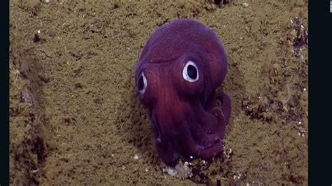 Scientists Spot Googly Eyed Creature Cnn Video