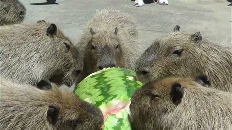 Capybaras Attack Giant 85 Kg Watermelon Youtube