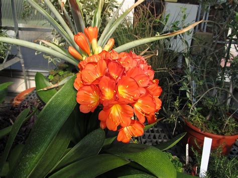 House Plant With Orange Flowers Teakfurnitureteak