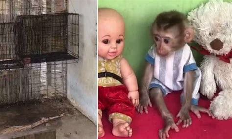Monkeys Abused For Video Clicks Were Rescued By Authorities In Cambodia