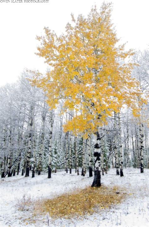 Aspen Tree Yellow Leaves Snow Wm Snow Photography Winter Scenes